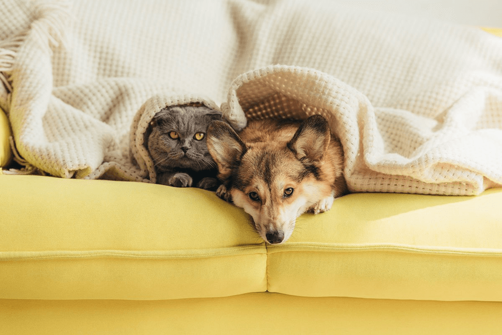 Cute cat and dog on couch in home.